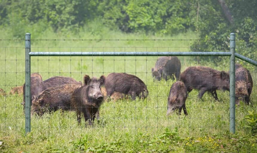 pig